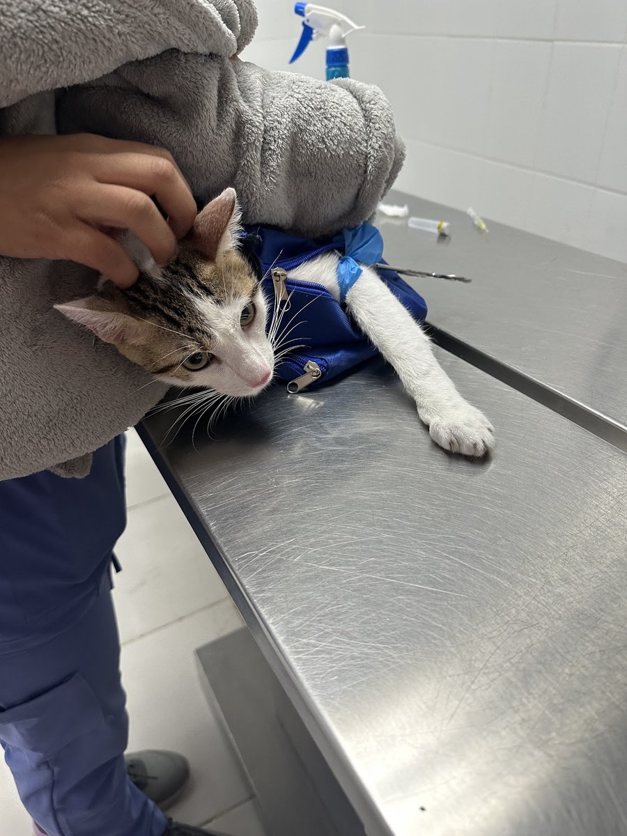 Veterinary Hospital Complex Corozal