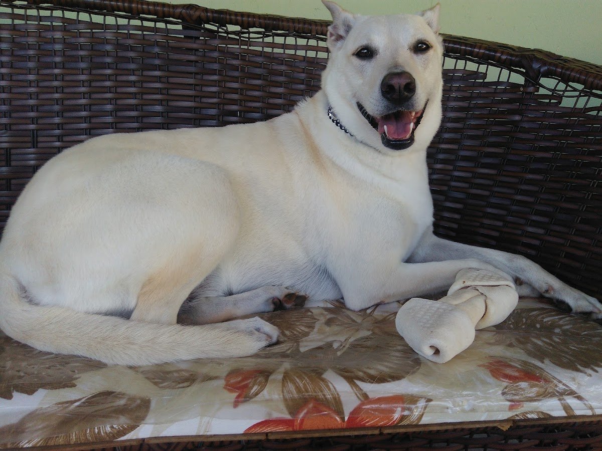 Pet Mania (Banho e Tosa)