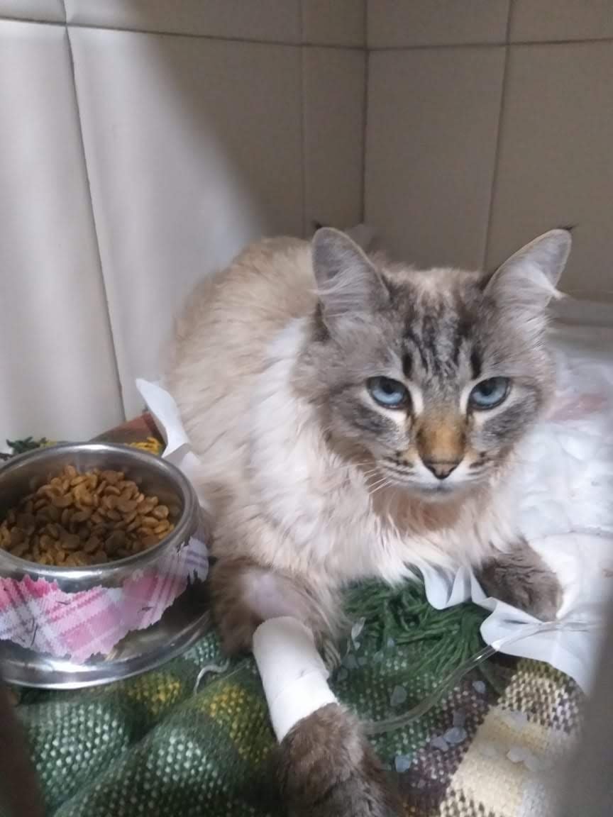 Faro Fino Veterinary Clinic