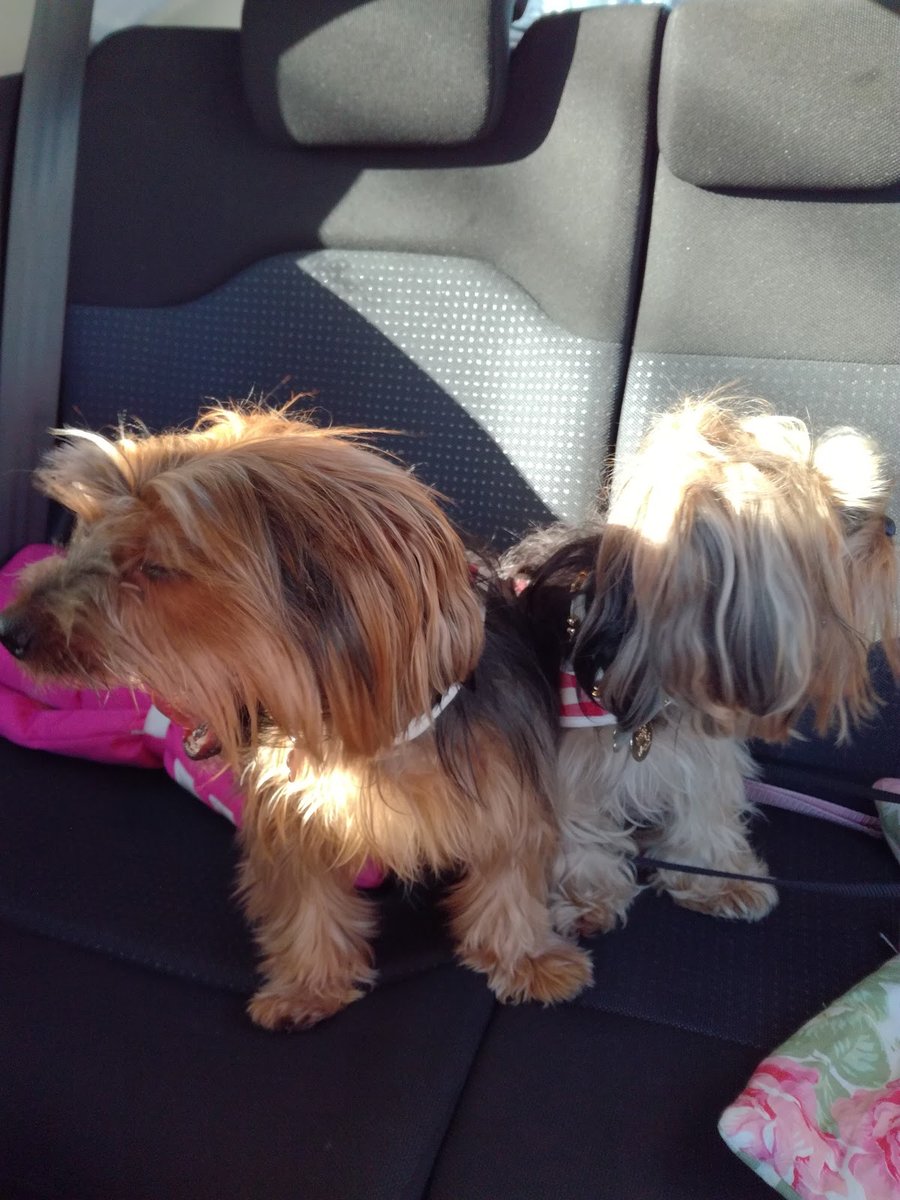 Estação Animal Pet Shop