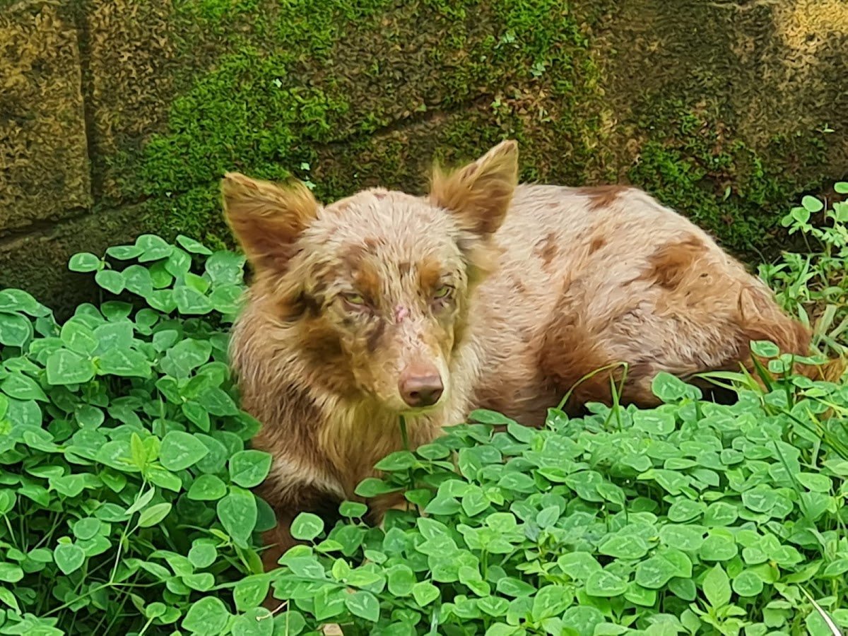Clínica Veterinária Arca de Noé