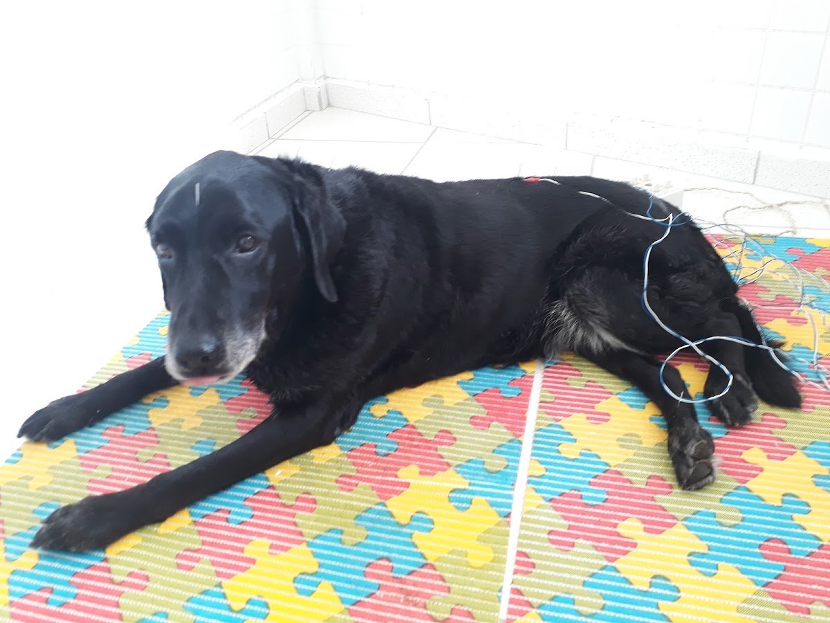 Bicho Zen Consultório Veterinário