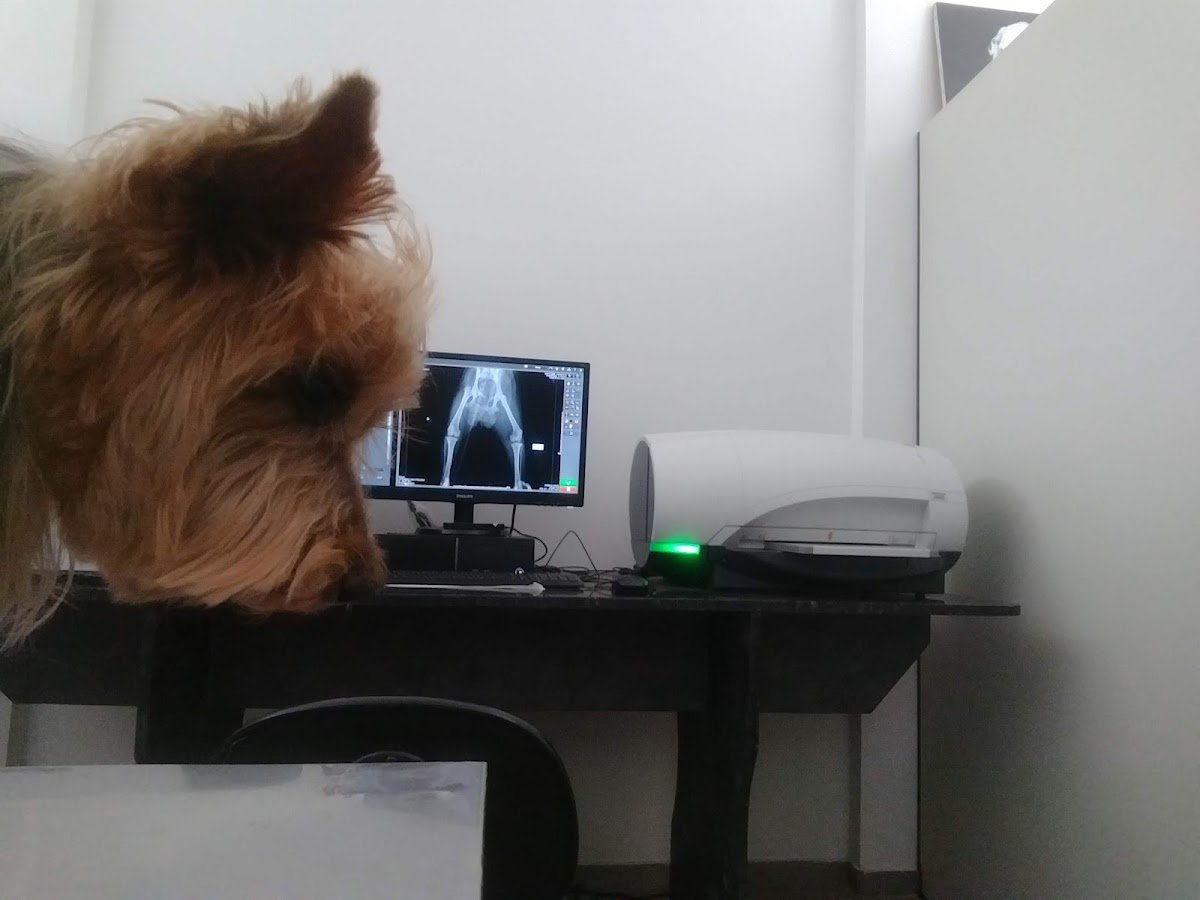 R&S Vet Clinica Veterinária