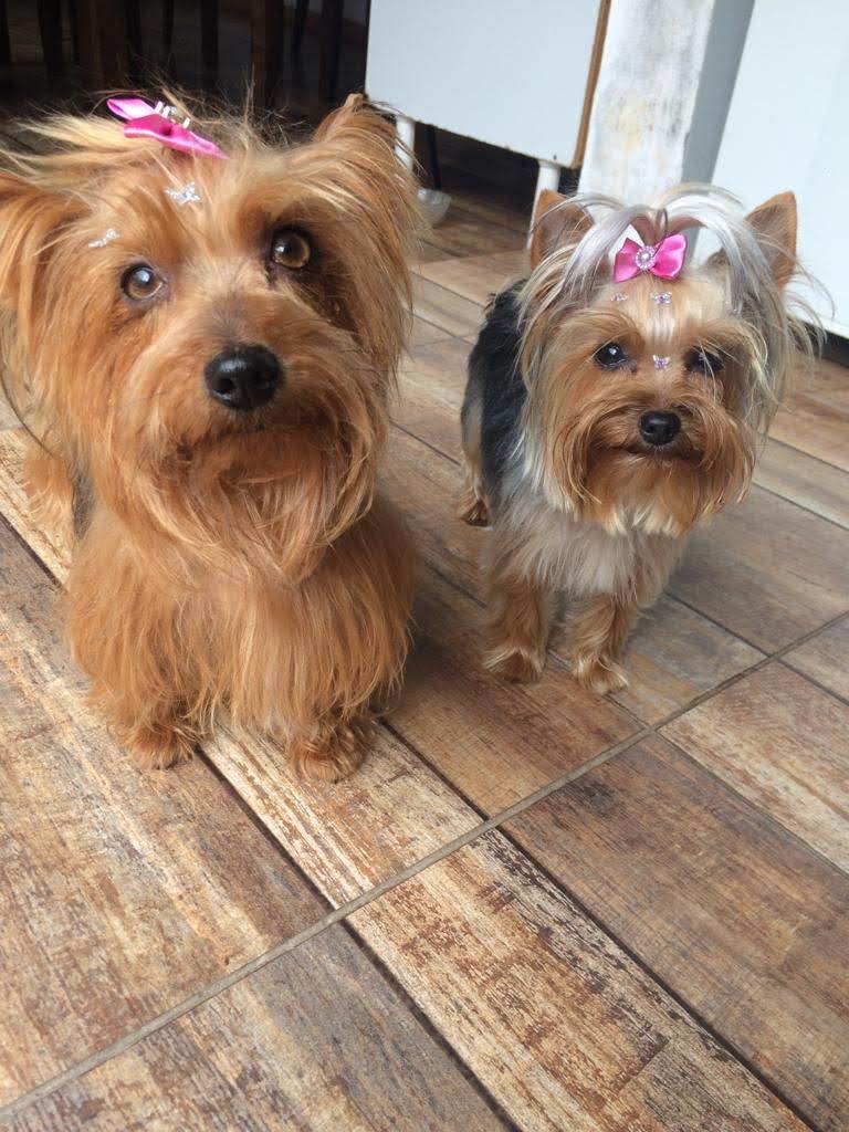 Clinicão Veterinary Clinic