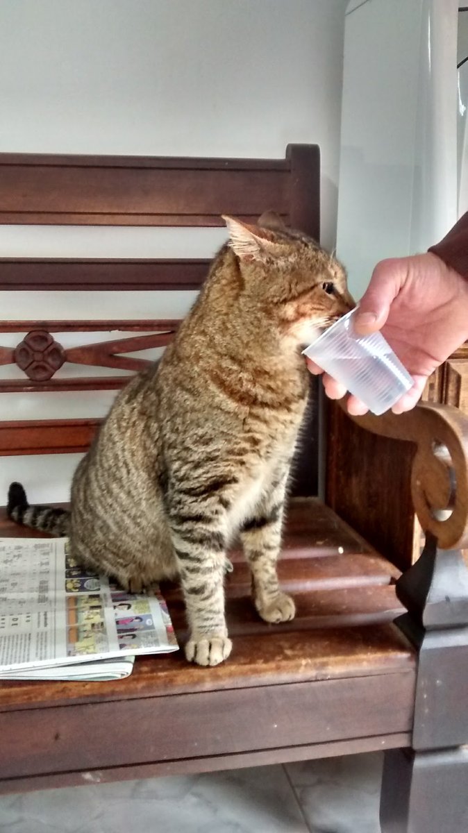 Animaliz Clínica Veterinária