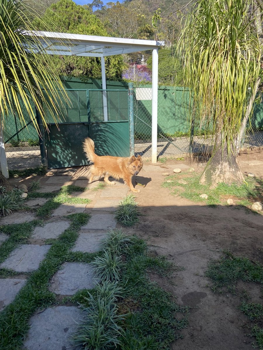 Cão e Carinho hotelaria e estética canina
