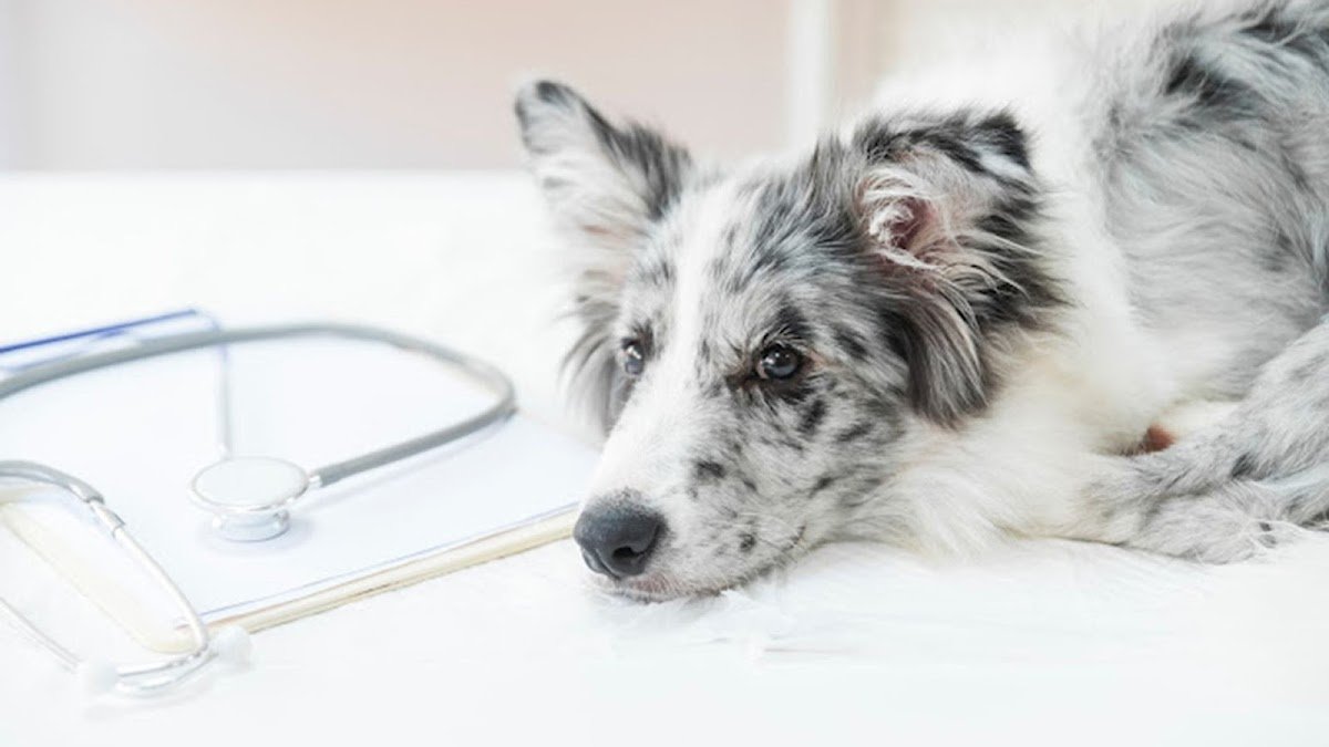 CLINICA VETERINARIA LA VILETA