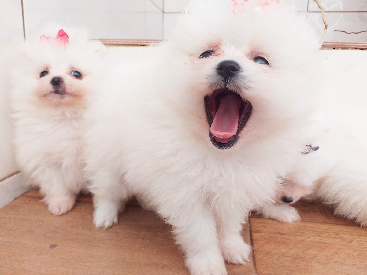 Canil Rezende's Small Breeds