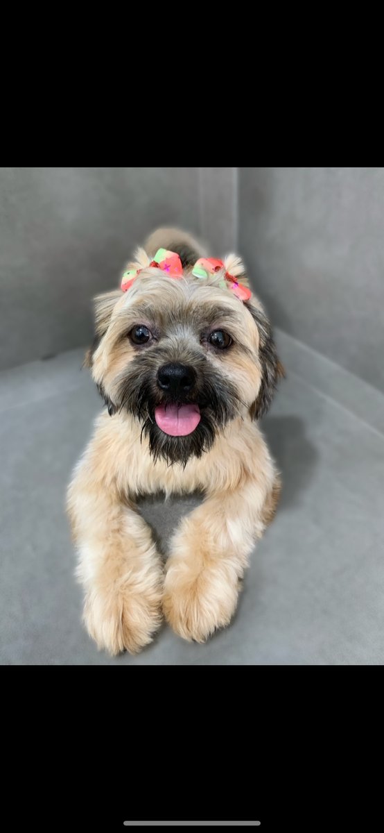 MimaPets - Banho e Tosa