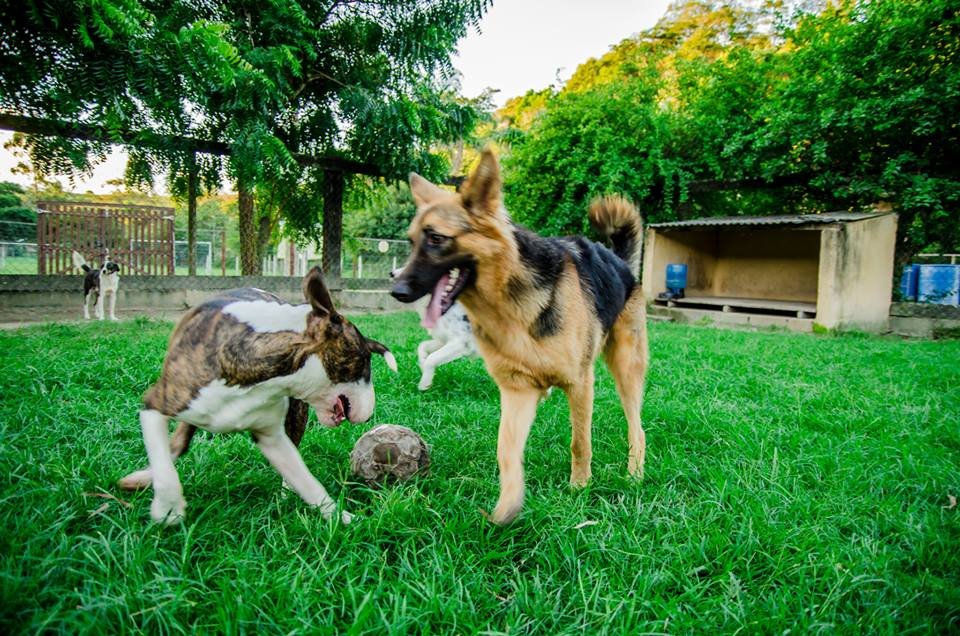 Eu Curto Cuidar Pet Shop