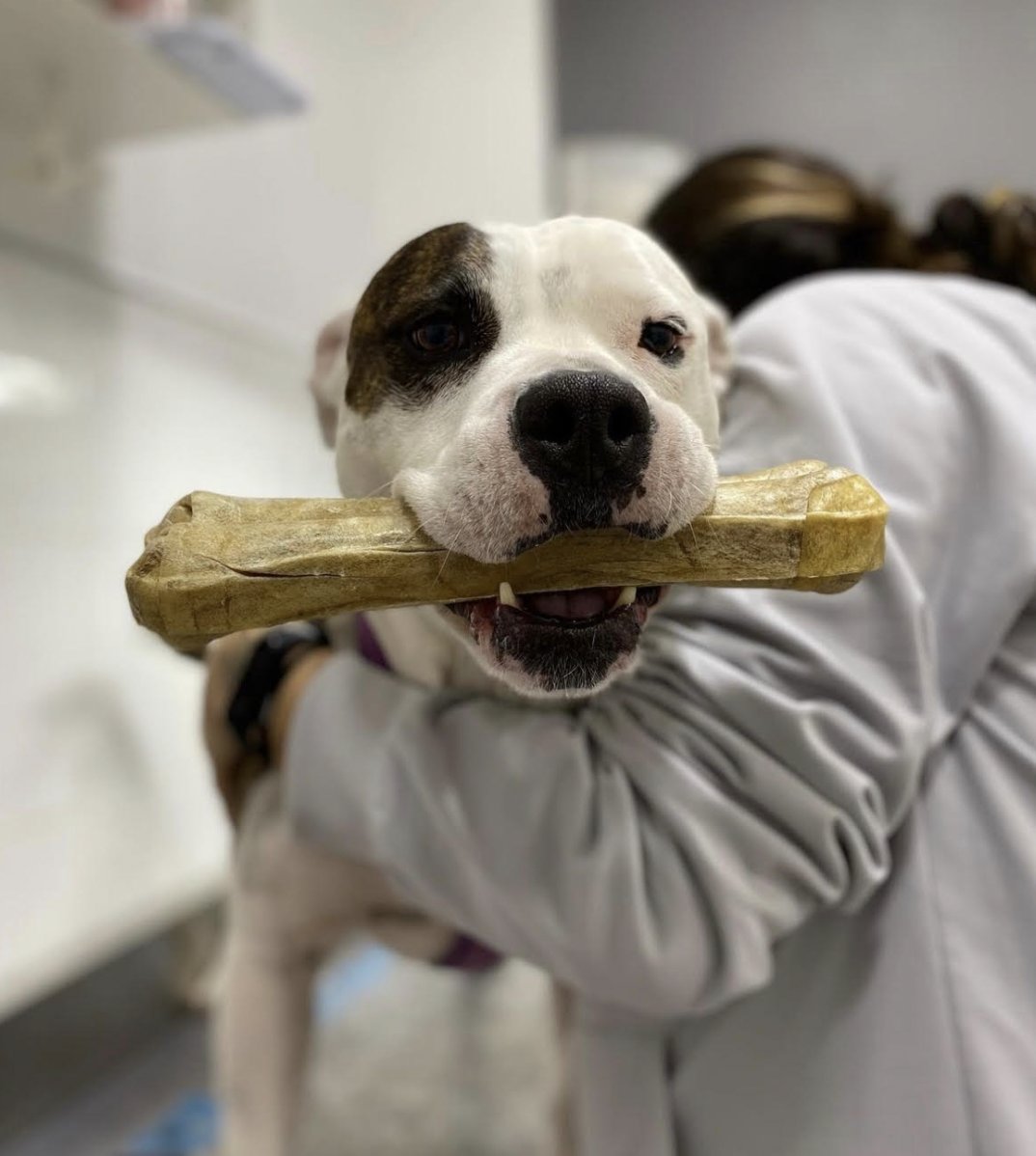 Centre Veterinari El Castell