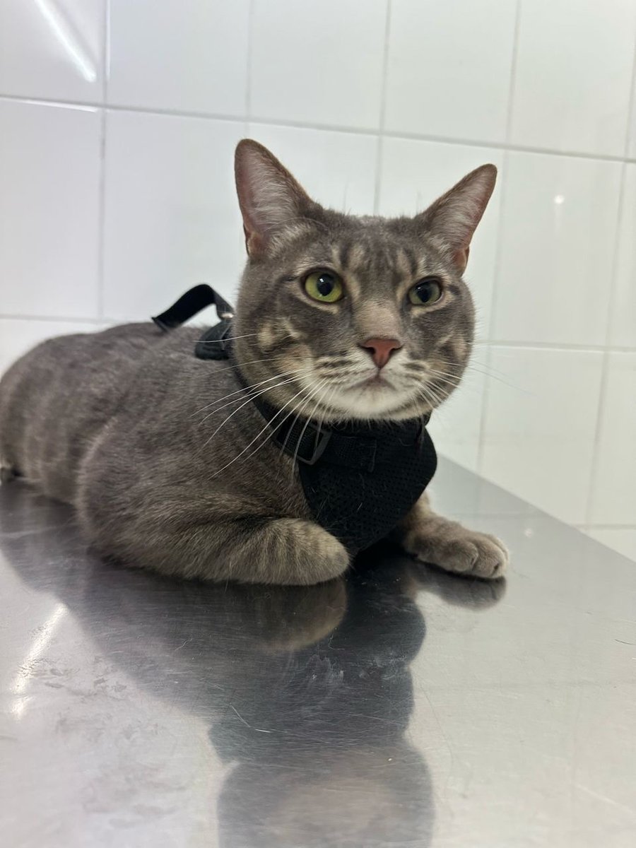 Centre Veterinari La Creu