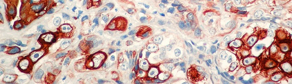 Histovet - Servicio de diagnóstico veterinario