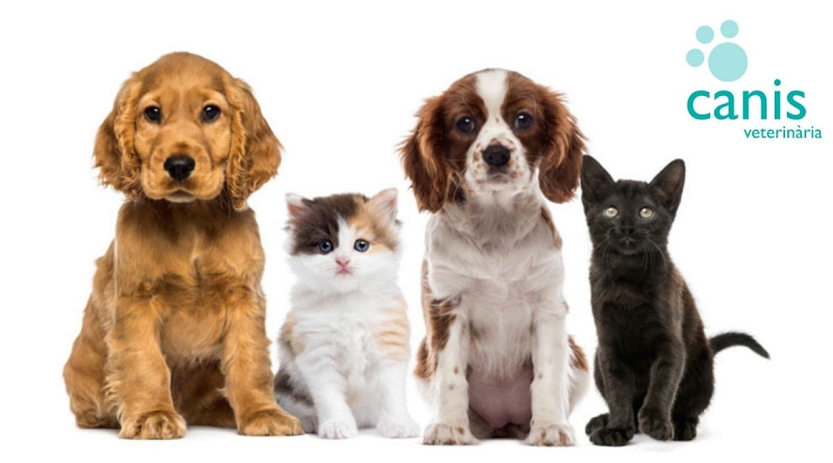 Canis Veterinaria