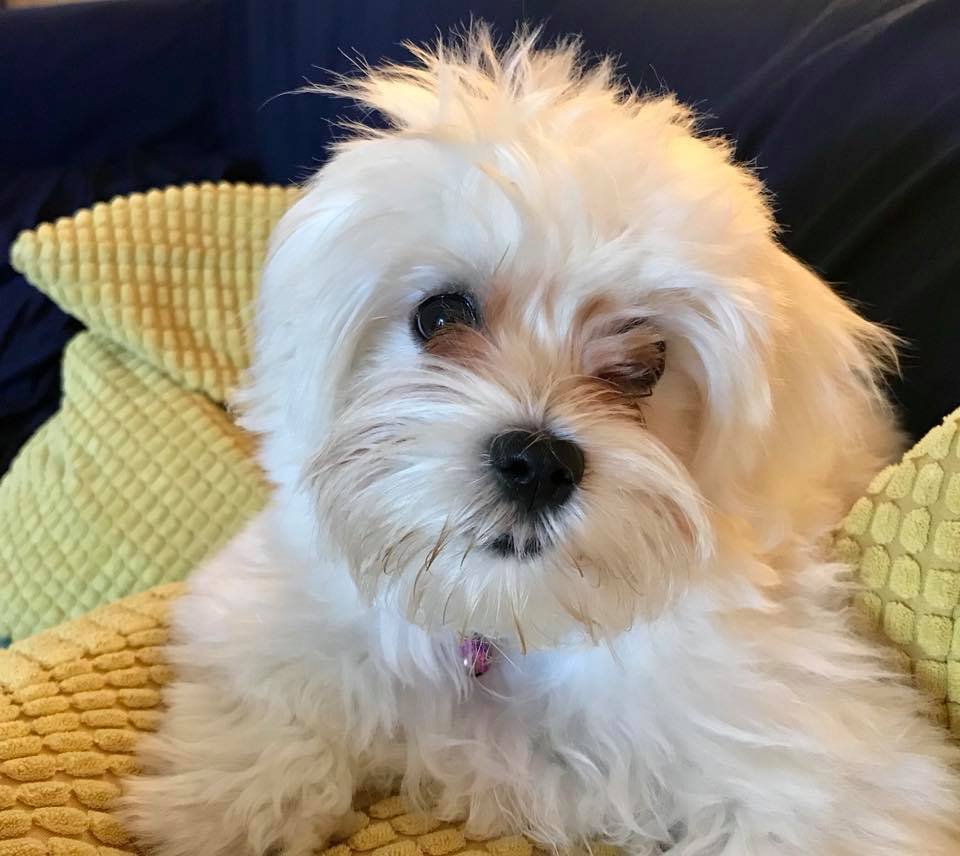 Veterinaris Barri de Mar