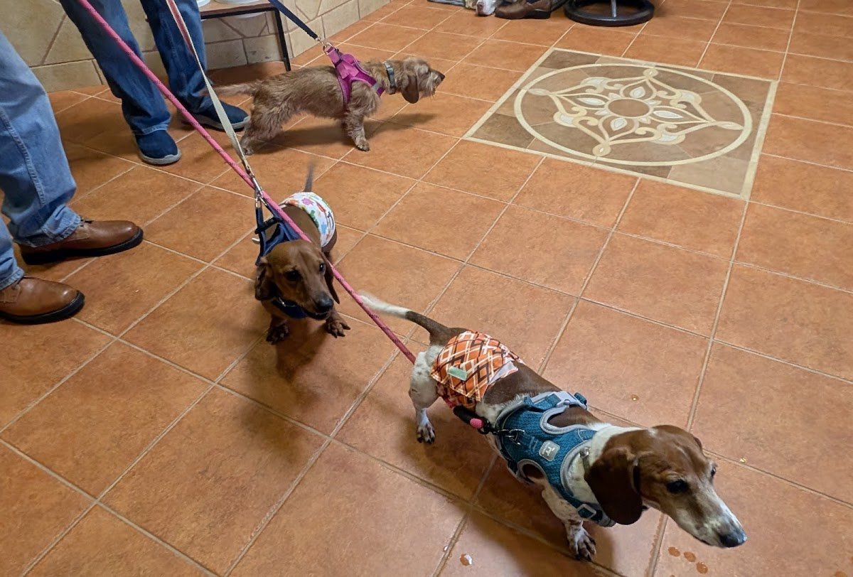 Veterinary Cancer Care PC