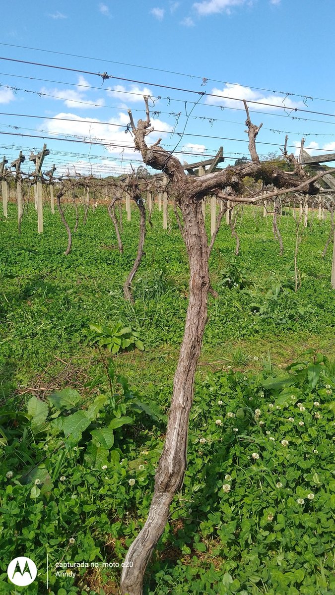 Centro de Bem Estar Animal de Caçador