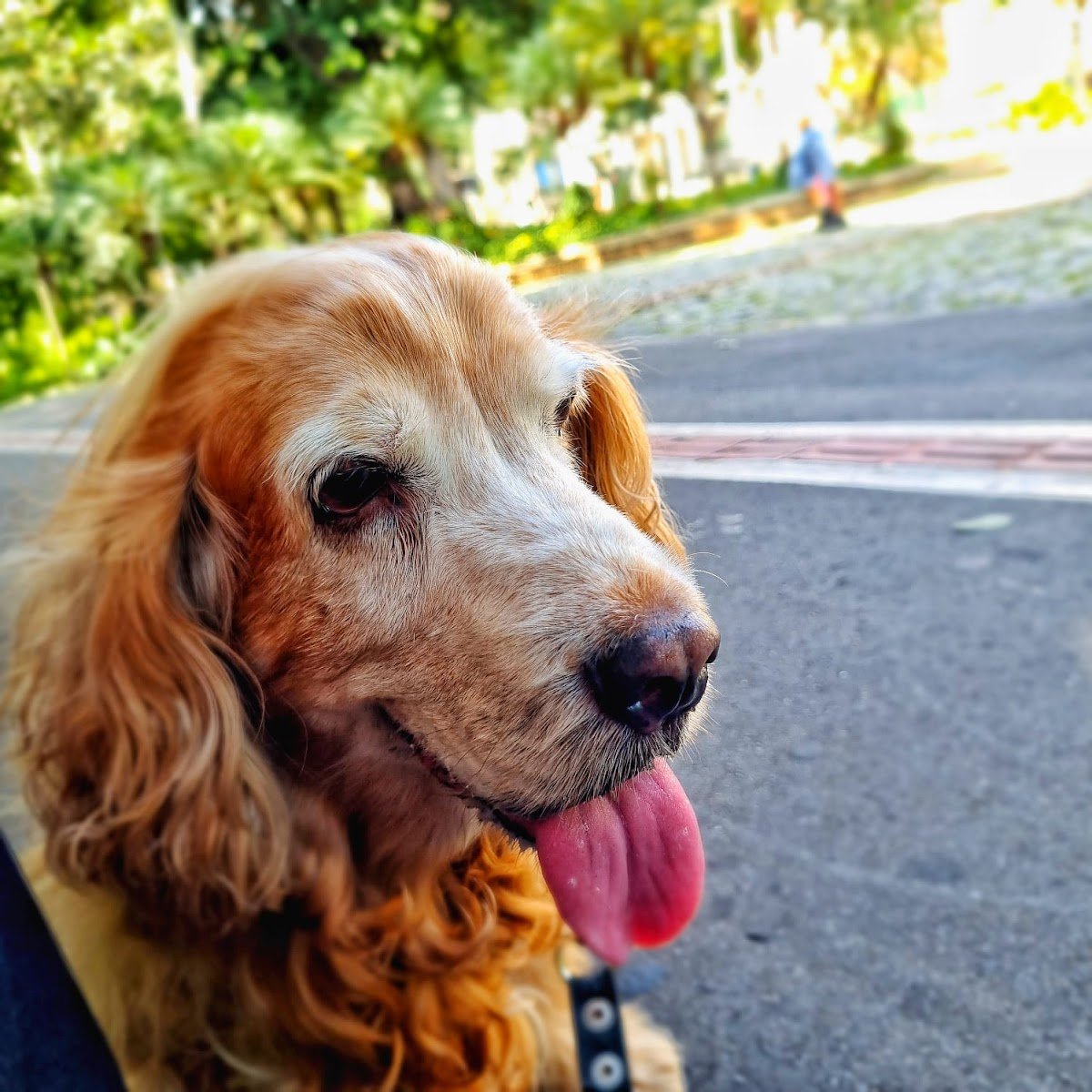 Medicina Veterinária