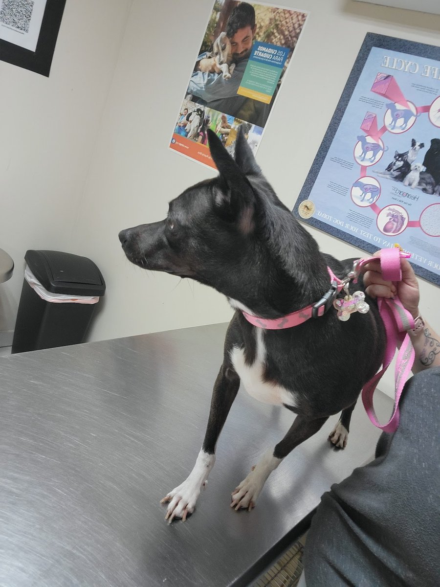 Centro de Vacunación y Consultorio Veterinario Dr. Francisco Melendez-Ramirez