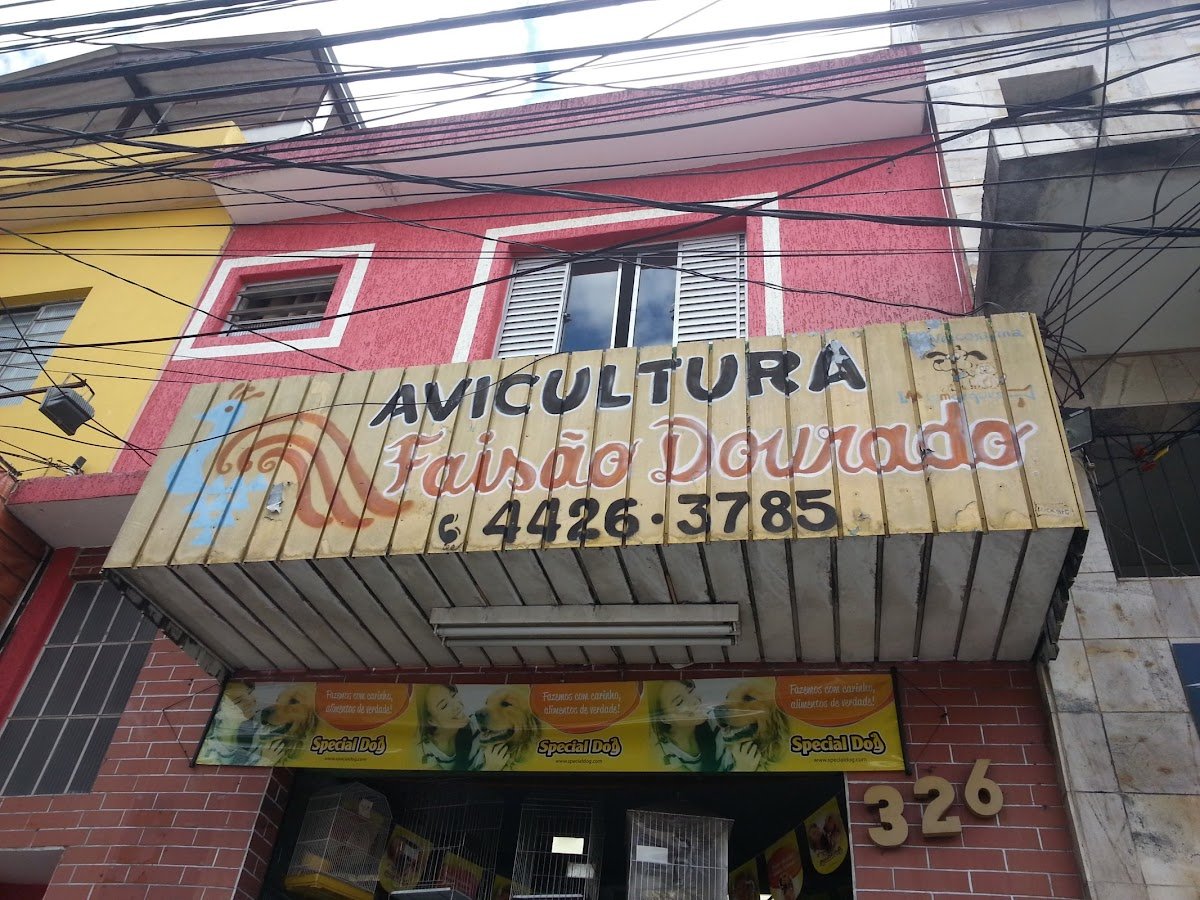 Avicultura Faisão Dourado
