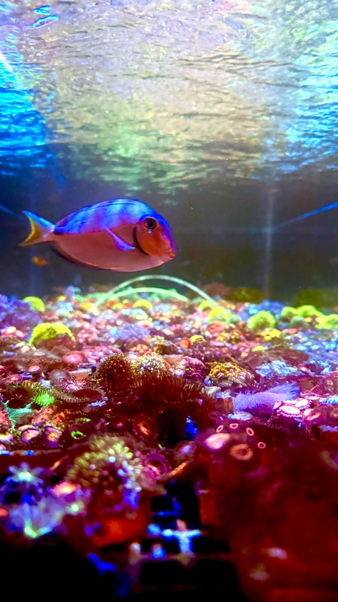 Fish Store Comércio de Aquários e Peixes Ornamentais Ltda