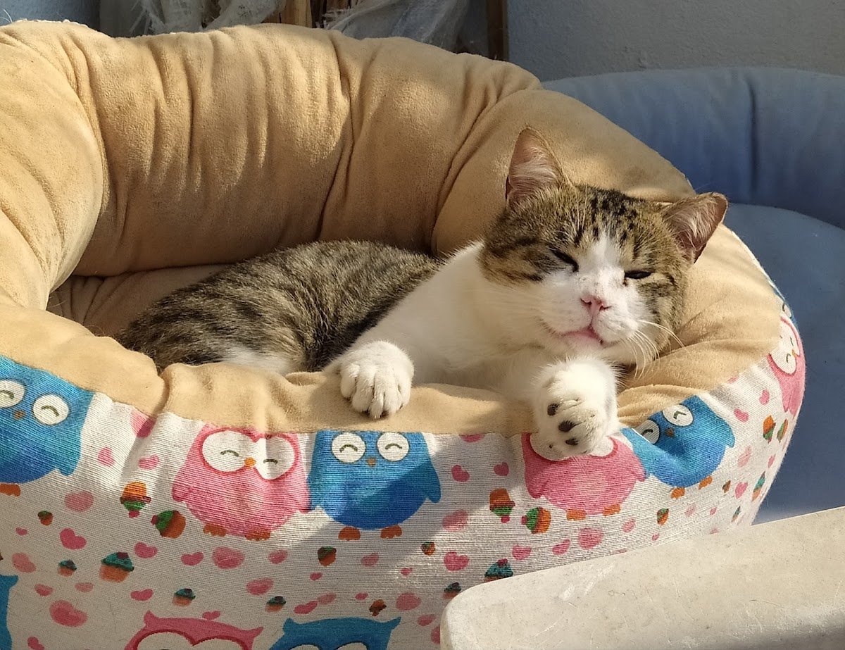 Clínica Veterinária São Francisco d' Assis