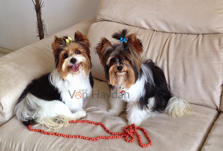 Yorkshire - Canil Olhos de Veludo