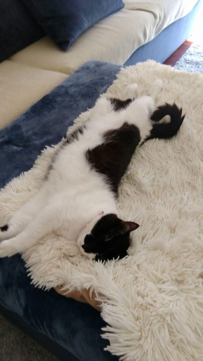 Clínica Veterinária Doutora Graziela Ramos Unipessoal Lda