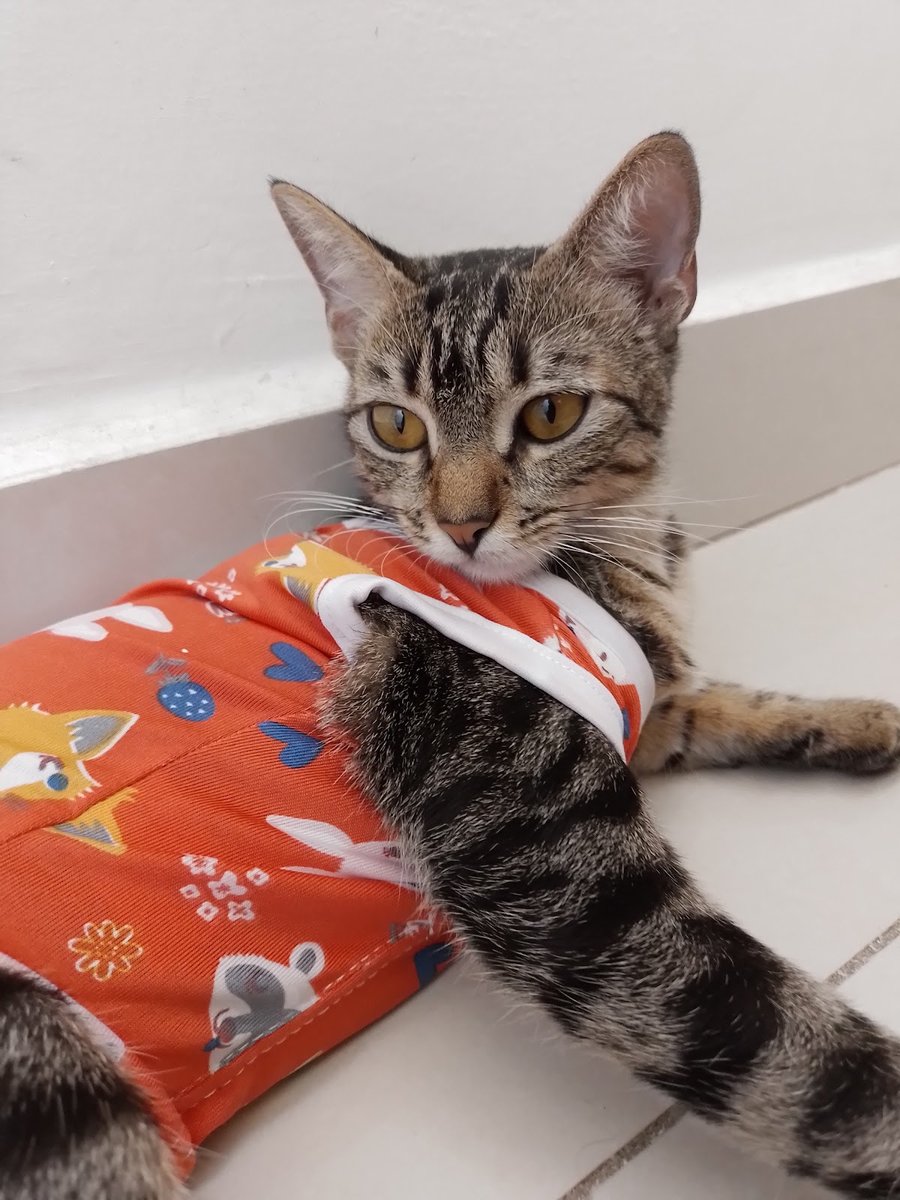 Amigos com Patas Petshop