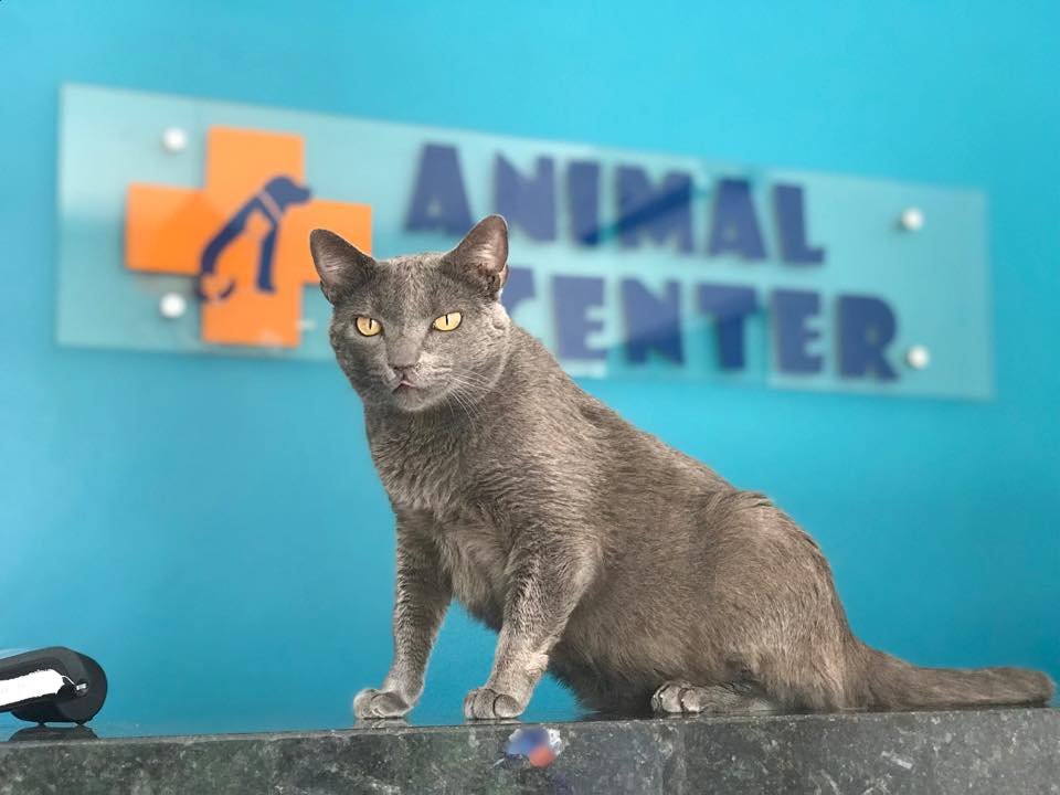 Veterinária Animal Center