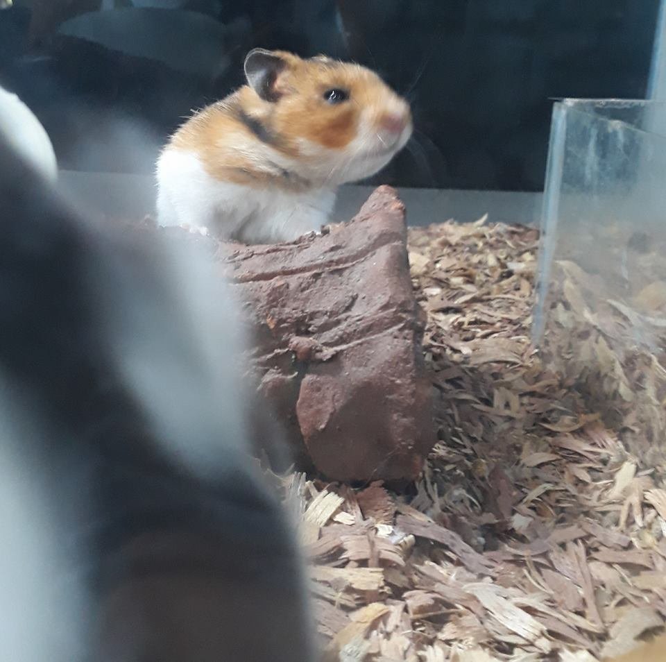 Agropet Peixes ornamentais