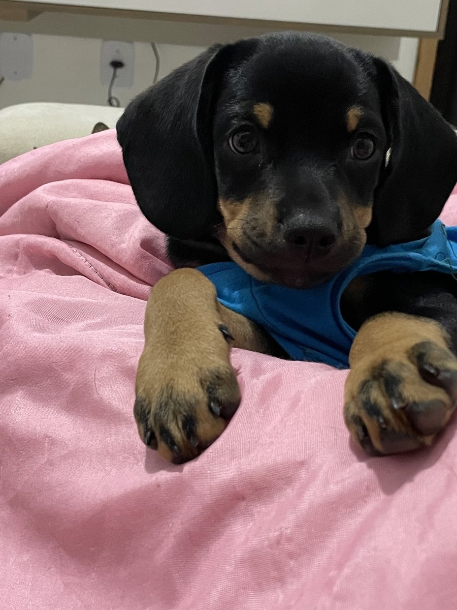 Vida Animal Veterinária