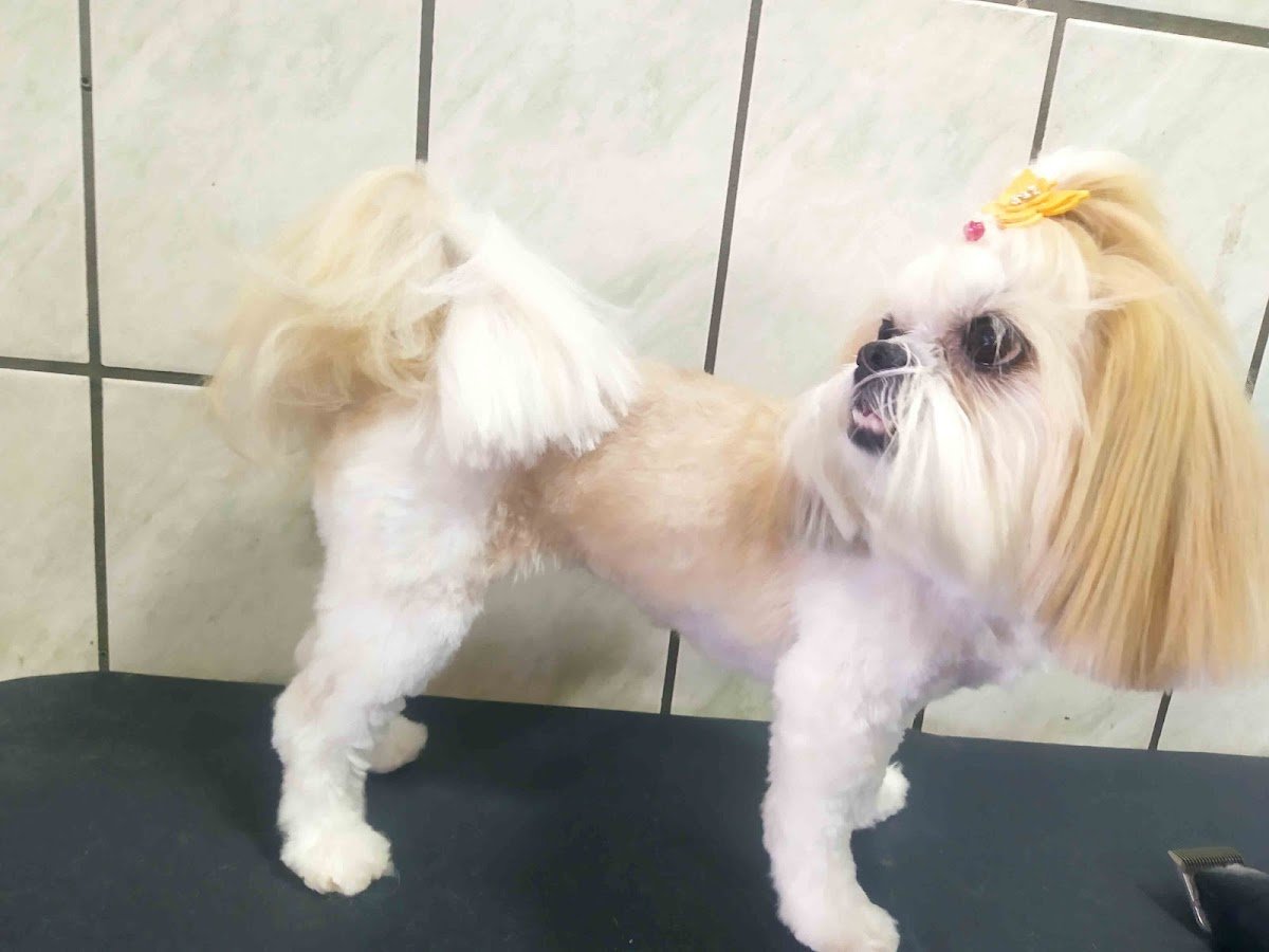 Lobinho Banho e Tosa