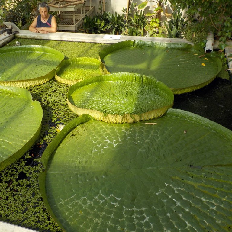 Vivaibambu - Allevamento Pesci Rossi Carpe Koi