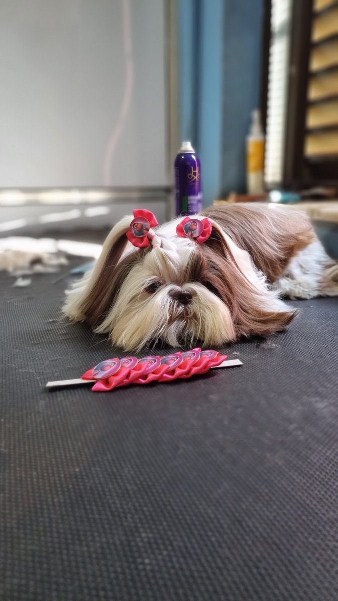 Tribo Animal Pet Shop