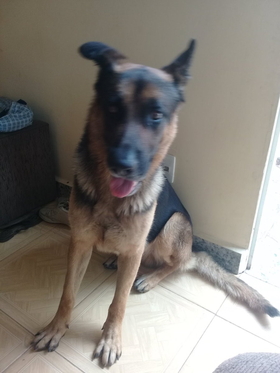 Vida Animal - 24 horas