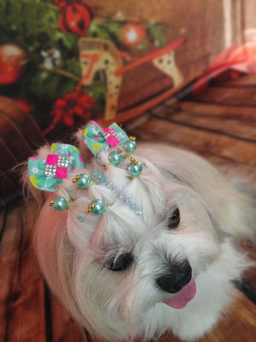 groomer salao estetica animal