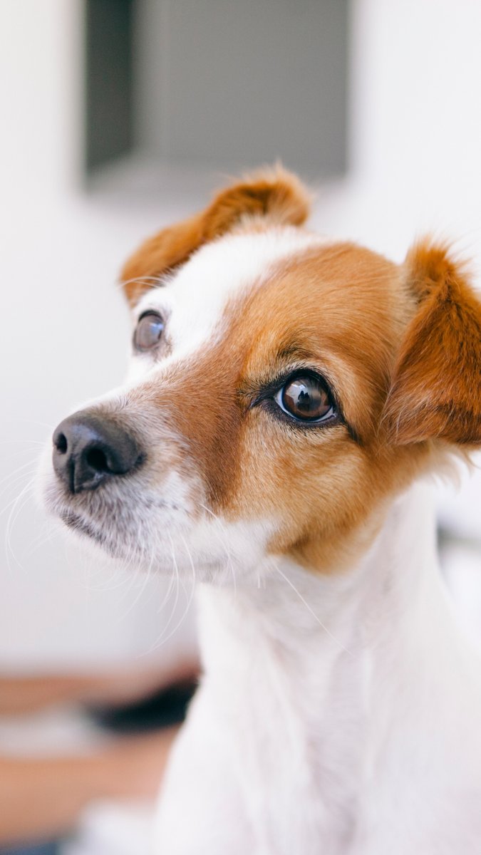 Hospital Veterinário Renal Pet