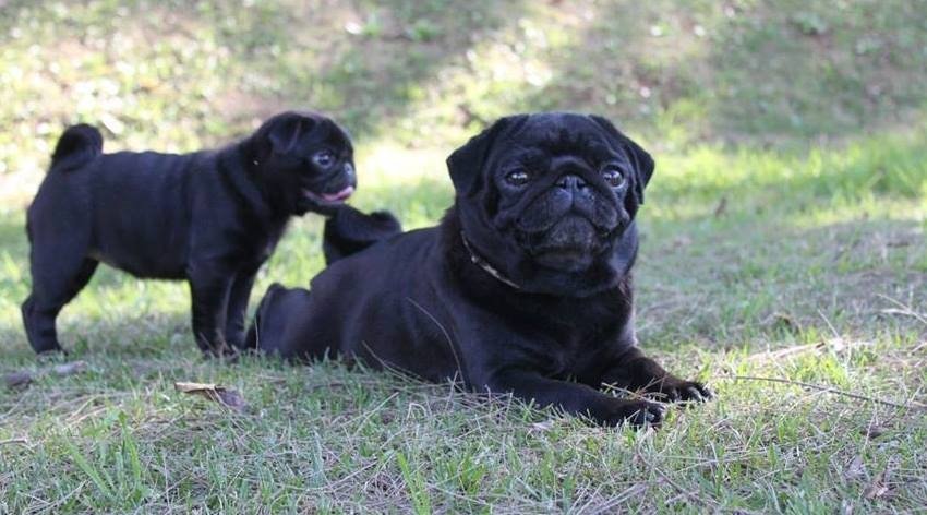 Rei dos Pugs 