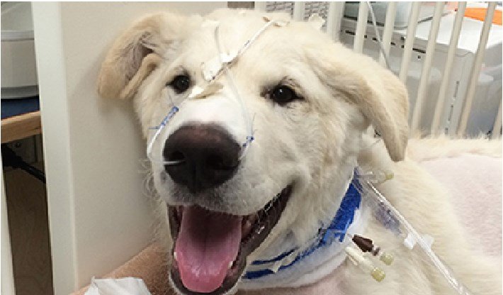 Personalpet atendimento 