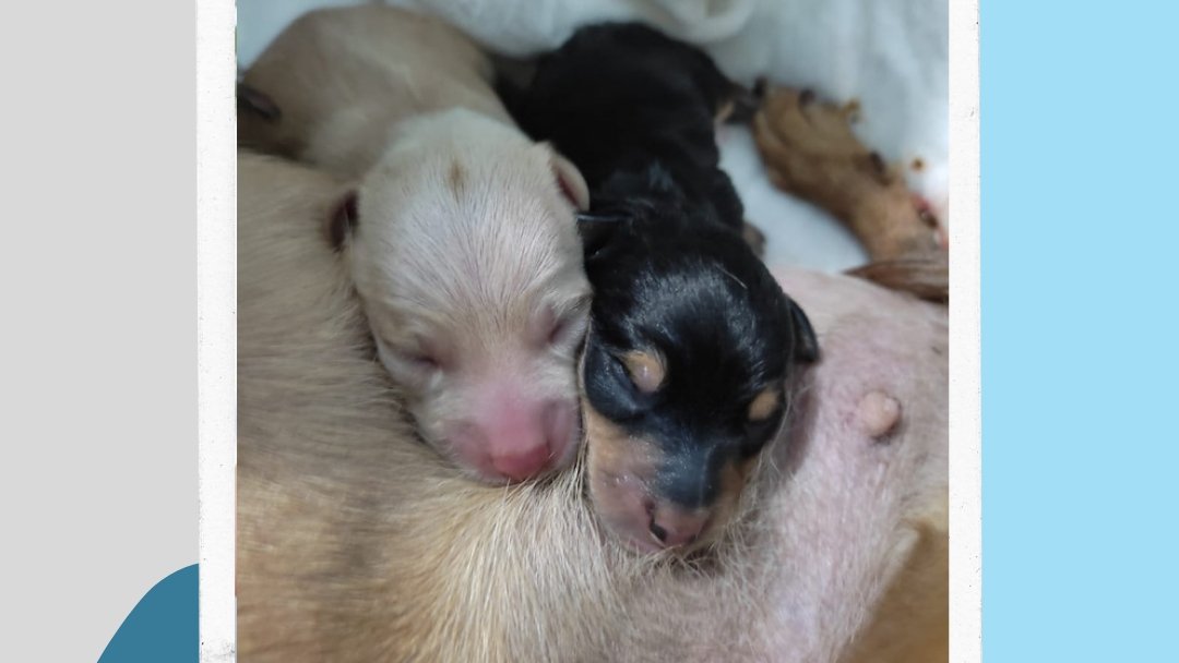 Ellen Vet Saúde Animal