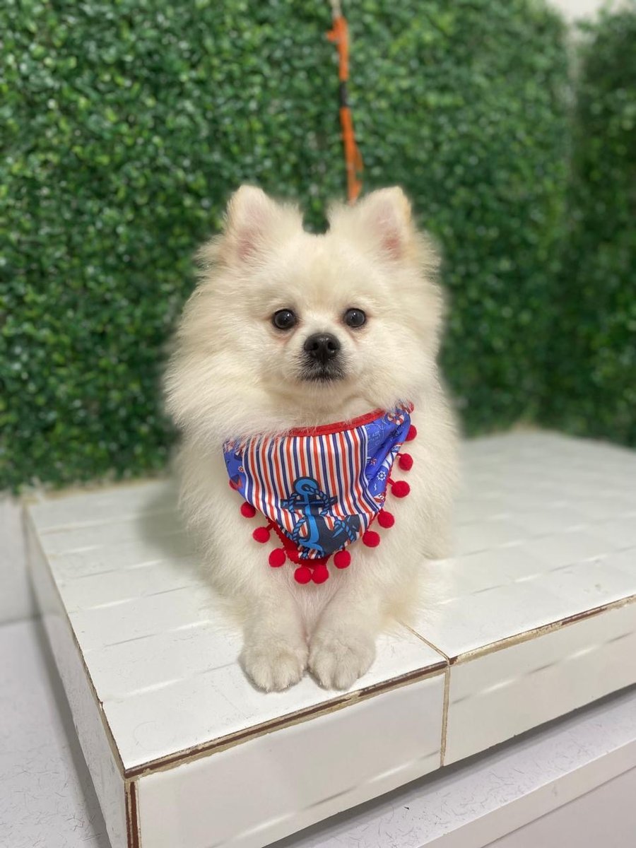 Pet shop Pet Laranja 