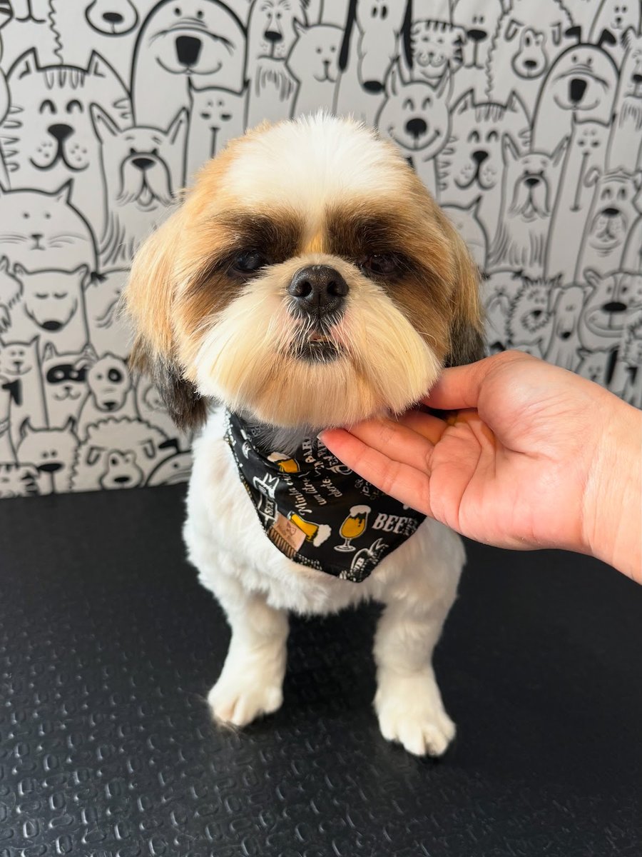 Pet Shop Aumigos do Marley 