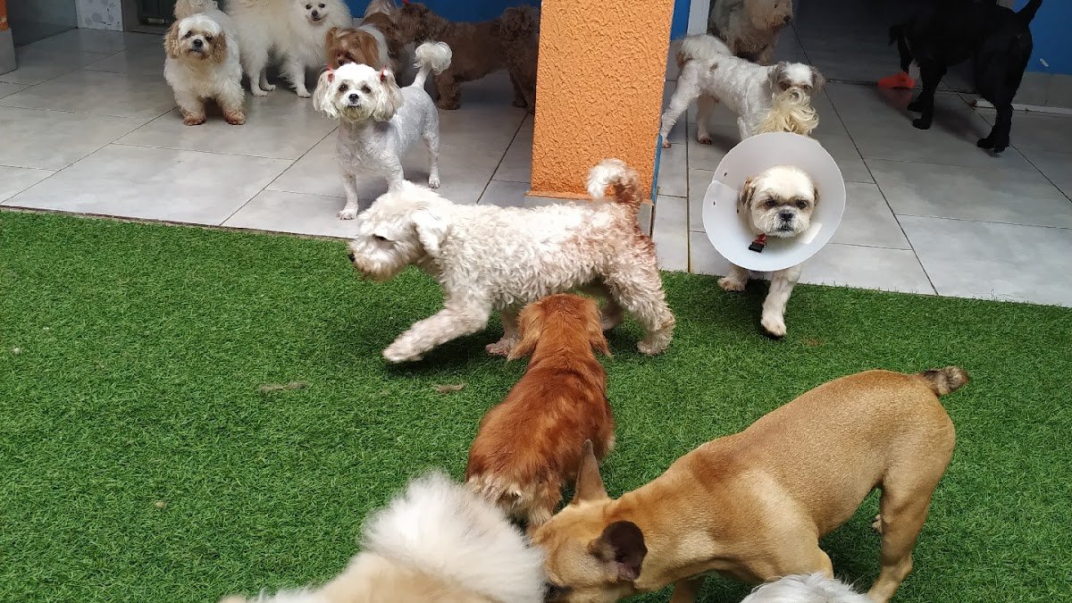 Mimos & Cia Moda Pet