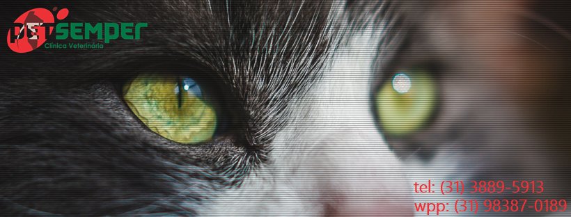 Pet Semper Clínica Veterinária