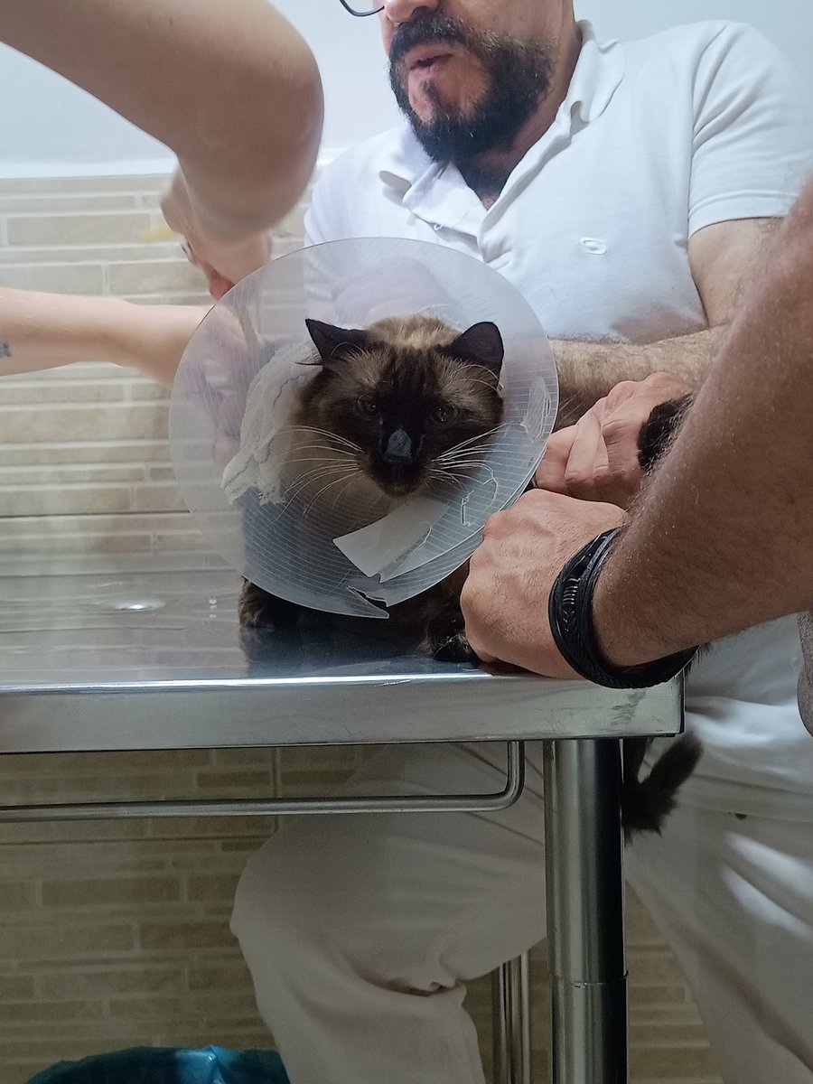 Consultorio Popular de Atendimento Veterinário