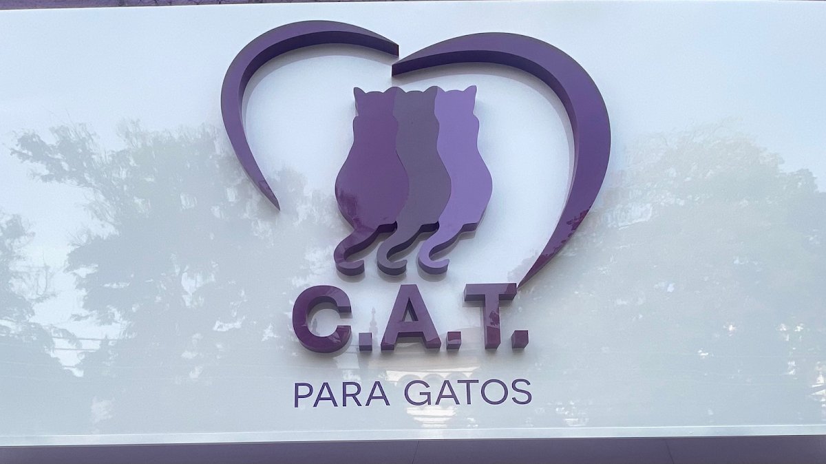 CAT PARA GATOS