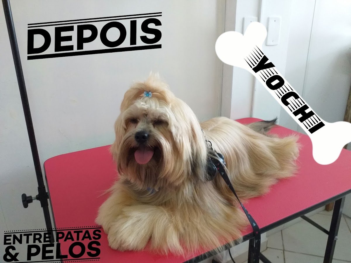 Estética animal Entre patas e pelos 