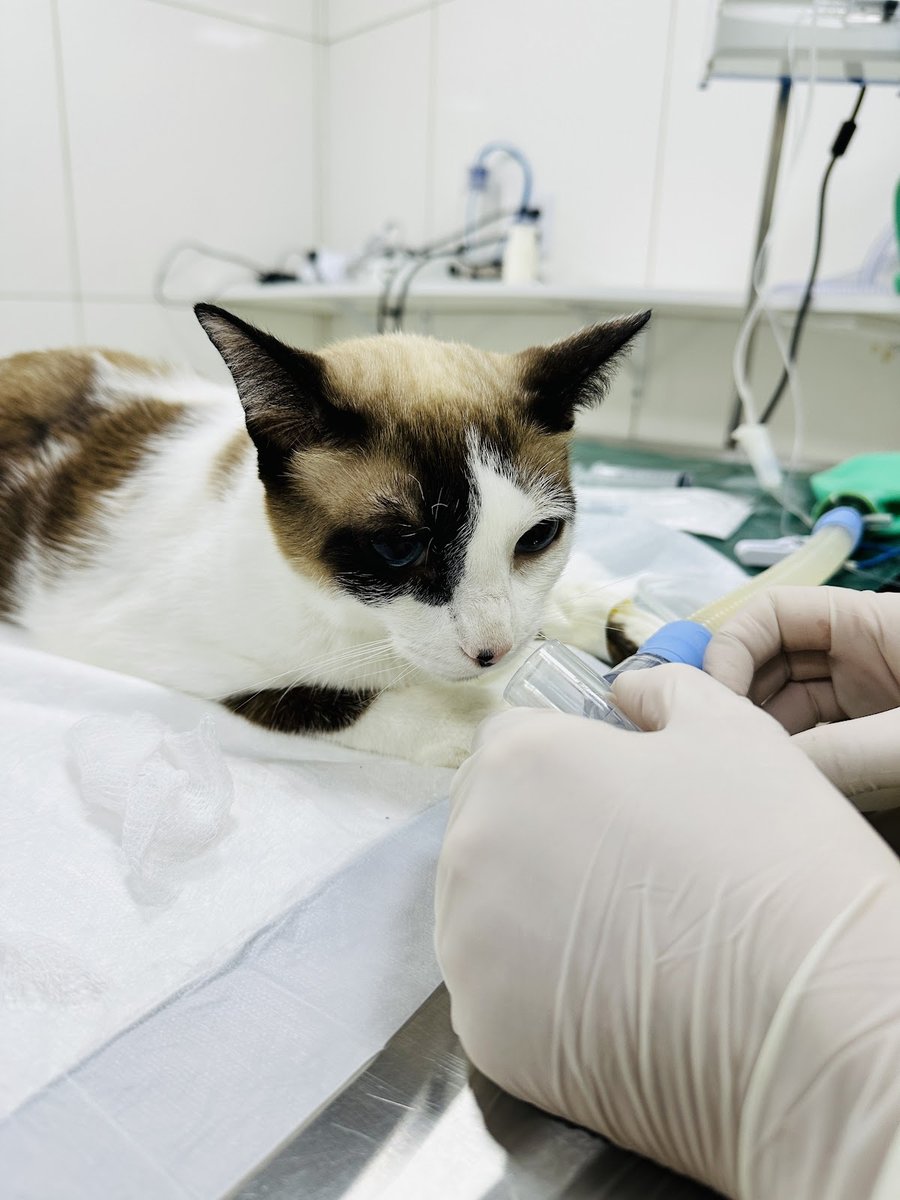 Dom Pet's consultório veterinário. 