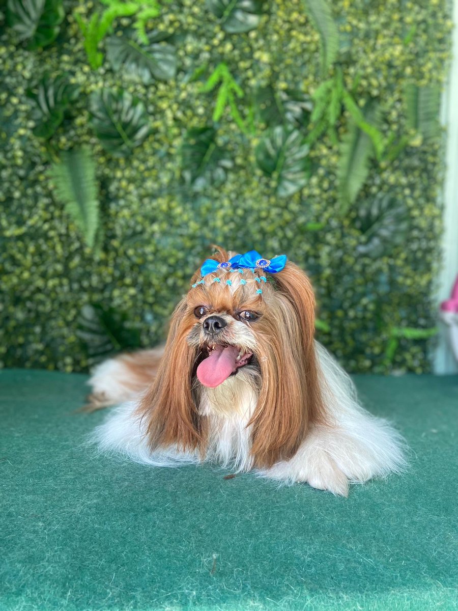 Pet shop jade banho e tosa 